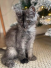 Photo №4. I will sell maine coon in the city of Quedlinburg. private announcement - price - 423$