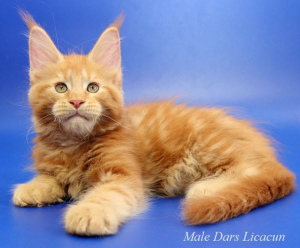Photo №2 to announcement № 2224 for the sale of maine coon - buy in Russian Federation 