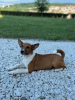 Photo №2 to announcement № 110550 for the sale of basenji - buy in Serbia 