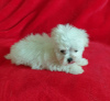 Photo №2 to announcement № 115864 for the sale of maltese dog - buy in Germany 