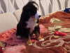 Photo №1. bernese mountain dog - for sale in the city of Samara | 534$ | Announcement № 10191
