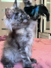 Photo №4. I will sell maine coon in the city of St. Petersburg. private announcement, from nursery, breeder - price - 521$