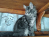 Additional photos: Maine Coon kittens