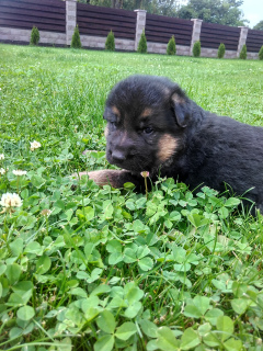 Photo №2 to announcement № 941 for the sale of german shepherd - buy in Belarus private announcement, breeder