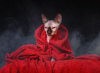 Photo №1. sphynx-katze - for sale in the city of Velikiy Novgorod | negotiated | Announcement № 31342