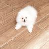 Additional photos: Beautiful Pomeranian puppies