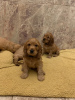 Photo №3. Healthy American Cocker Spaniel puppies for sale. Germany