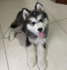 Photo №1. alaskan malamute - for sale in the city of Франкфурт-на-Майне | 444$ | Announcement № 83097