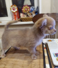 Photo №2 to announcement № 104167 for the sale of chihuahua - buy in United States private announcement, from nursery