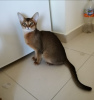 Additional photos: Very affectionate Abyssinian kitten, Abyssinian kittens