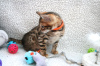 Photo №2 to announcement № 111567 for the sale of bengal cat - buy in Netherlands breeder