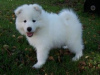 Photo №1. samoyed dog - for sale in the city of Vienna | negotiated | Announcement № 77601