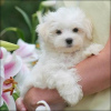 Photo №1. maltese dog - for sale in the city of Chicago | 450$ | Announcement № 115401