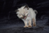 Photo №2 to announcement № 97927 for the sale of ragdoll - buy in Germany private announcement, from nursery