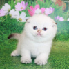 Photo №1. scottish fold - for sale in the city of Мадрид | negotiated | Announcement № 98206