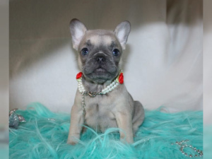 Photo №4. I will sell french bulldog in the city of bridging. private announcement, from nursery, breeder - price - Negotiated