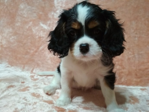 Photo №1. cavalier king charles spaniel - for sale in the city of Ylivieska | 1611$ | Announcement № 1932