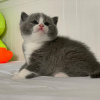 Photo №2 to announcement № 43791 for the sale of british shorthair - buy in United States private announcement