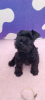 Photo №1. schnauzer - for sale in the city of Zrenjanin | negotiated | Announcement № 69160
