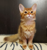 Photo №4. I will sell somali cat in the city of Москва. from nursery - price - 611$