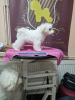 Photo №2 to announcement № 111838 for the sale of bichon frise - buy in Serbia 