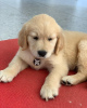 Photo №1. golden retriever - for sale in the city of Esti | 317$ | Announcement № 76985