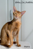 Additional photos: Abyssinian kitten boy Sorel from the cattery with documents