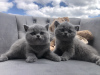 Photo №2 to announcement № 65907 for the sale of british shorthair - buy in Poland breeder