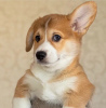 Photo №1. welsh corgi - for sale in the city of Novorossiysk | 828$ | Announcement № 30238