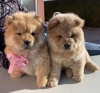 Photo №2 to announcement № 89596 for the sale of chow chow - buy in Serbia breeder