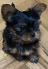 Photo №4. I will sell yorkshire terrier in the city of Kruševac. breeder - price - 475$