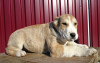 Photo №4. I will sell central asian shepherd dog in the city of Kiev. from nursery, breeder - price - 550$