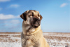 Photo №3. Turkish Kangal puppies. Belarus