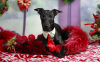 Photo №3. Greyhound. For sale is a 6 month old boy.. Russian Federation