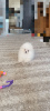 Photo №2 to announcement № 124454 for the sale of pomeranian - buy in Germany private announcement