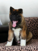 Photo №3. Akita puppies. Russian Federation