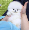 Photo №2 to announcement № 83570 for the sale of pomeranian - buy in United States private announcement