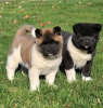Photo №1. akita - for sale in the city of Yorktown | 650$ | Announcement № 50498
