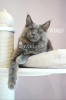 Photo №1. maine coon - for sale in the city of St. Petersburg | negotiated | Announcement № 8877