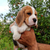 Photo №4. I will sell beagle in the city of Дрезден. private announcement - price - 350$