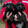 Photo №2 to announcement № 81179 for the sale of giant schnauzer - buy in Serbia 