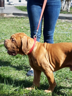 Photo №2 to announcement № 6072 for the sale of dogue de bordeaux - buy in Russian Federation breeder