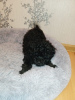 Photo №3. Poodle dwarf. Russian Federation