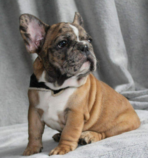 Photo №3. The French Bulldog.. United States