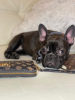 Photo №1. french bulldog - for sale in the city of Minsk | 581$ | Announcement № 36625
