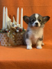 Additional photos: Pembroke Welsh Corgi puppies from award-winning parents from a European kennel