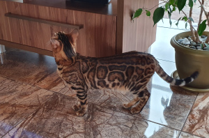 Photo №2 to announcement № 3570 for the sale of bengal cat - buy in Ukraine from nursery, breeder