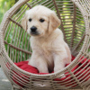 Photo №3. Healthy cute goldenretriever puppies puppies available now for sale. New Zealand