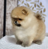Photo №2 to announcement № 86528 for the sale of pomeranian - buy in Russian Federation breeder
