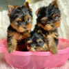 Photo №1. yorkshire terrier - for sale in the city of Франкфурт-на-Майне | negotiated | Announcement № 73995